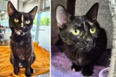 Mensch hortet krankhaft Tiere: Katzen Kola und Jola gerettet, aber nicht für immer ...