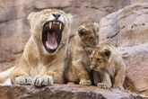 Tragödie im Tiergarten: Löwenjunges nach Biss des Vaters eingeschläfert