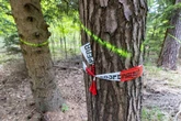 Dresdnerin (†21) tot im Wald entdeckt: Erste Hinweise bei Polizei eingegangen