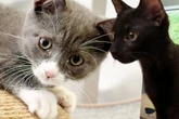 Kater Kapper holt Kumpel mit diesem Trick aus seinem Schneckenloch: Happy End?