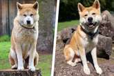 Wunderschöner Akita Inu wurde plötzlich aus Zuhause gerissen: Wird Artos wieder glücklich?