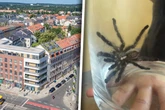 Keine Spinnerei! Giftiger Exot hält Hechtviertel in Dresden in Atem