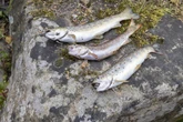 Tote Fische in sächsischem Bach: Feuerwehr klärt über Ursache auf