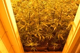 Kommissar Zufall schlägt zu! Mehrere hundert Cannabispflanzen in Aachen sichergestellt
