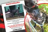 Sieben Wochen vermisst: Tierschutz-Hündin endlich gefunden