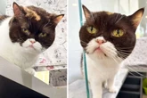 Darum sieht Katze Anne ungewollt grumpy aus: Ob die süße Omi eine Chance hat?