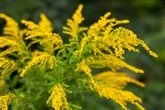 Problempflanze oder Bienenweide: Ist die Goldrute verboten?