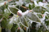 Eisheilige schon da! Kommt jetzt der Frost in Sachsen?