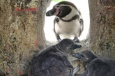 Gleich sechs Küken: Vogelpark freut sich über Pinguin-Nachwuchs
