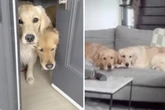 Frau lässt Golden Retriever allein zu Hause: Was sie in der Überwachungskamera sieht, bricht ihr das Herz