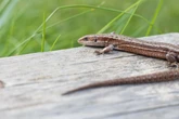 Nützlich, lästig oder schädlich? Sind Eidechsen im Garten gut oder schlecht?
