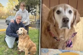 Paar schafft alten Golden Retriever an: Was er fortan tut, lässt so viele Lachtränen fließen
