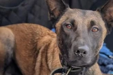 Traum oder Albtraum: Wer gibt Malinois Lando eine Chance?