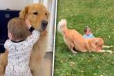 Golden Retriever freut sich, Baby zu sehen: Doch was er dann tut, lässt Lachtränen fließen