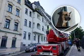 Hund auf Dach sorgt für Polizei-Einsatz in Chemnitz