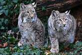 Luchse wieder da! Tierpark Eilenburg hat sein Wappentier zurück