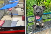 Hund ist in Tierheim plötzlich in falschem Zwinger: Als Pfleger Video prüfen, stockt ihnen der Atem