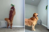 Golden Retriever stoßen auf Elektro-Eidechse: Ihre Reaktion versüßt so vielen den Tag