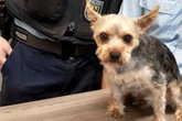 Rockys kleiner Soloausflug wird zum Abenteuer - samt Happy End