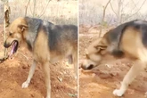 Straßenhund weigert sich, Grabstätte zu verlassen: Der Grund bricht so vielen das Herz