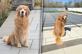Golden Retriever sitzt über Monate traurig an abgedecktem Pool: Dann schmelzen Herzen