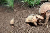 Nachwuchs in Hagenbeck: Erstes Sechsbinden-Gürteltier erblickt das Licht der Welt