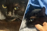 Darum wollen sich zwei Katzen unsichtbar machen: Happy End?