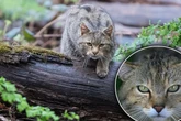 Nach Jahrzehnten der Ausrottung: Wildtier kämpft sich zurück in deutsche Wälder