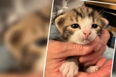 Baby-Katze verlässt Tierheim in Rekordzeit: Diese emotionale Story steckt dahinter