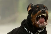 Vater lässt Rottweiler mit Sohn (†9) allein zu Hause: Leiche des Kindes blutüberströmt