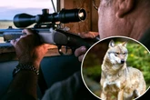 Müssen Sachsens Jäger erst lernen, Wölfe zu schießen?