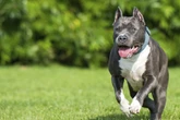 Bissige Hunde: Behörden registrieren 613 Vorfälle in Sachsen
