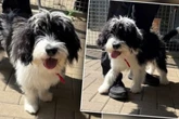 Er ist erst 6 Monate alt: Kleiner Hund hat schon viel mitgemacht
