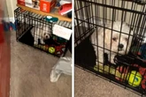 Frau kommt nach Hause und findet ihren Hund plötzlich in einem Käfig vor
