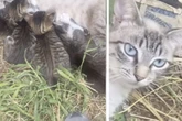 Frau glaubt ihren Augen nicht, als sie sieht, wer da im Katzen-Nest liegt