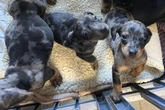 Sechs Hundewelpen nahe der A6 ausgesetzt: Kinder werden zu Lebensrettern