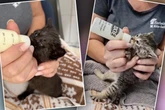 Völlig ausgehungerte Baby-Katzen landen im Tierheim: "Die waren im Keller eingesperrt"
