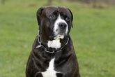 Mann will fremdem Herrchen den Rottweiler-Mischling klauen - und beißt plötzlich zu