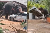 Elefant dreht bei Tempel-Fest durch, tötet Mann und zerstört Autos