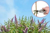 Nötig wäre es, aber darf man Sommerflieder im Herbst schneiden?