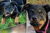 Junger Hund wartet seit Monaten auf ein Happy End: Alle Interessenten haben ihn enttäuscht