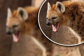 Ärger im Zoo: Männchen wird immer wieder von seinen Frauen vermöbelt!