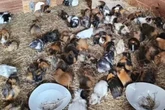 Mann hortet Meerschweinchen und stirbt: Tiere in letzter Sekunde gerettet