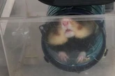 Besonders gezüchtete Hamster bekommen eigene Felder mit Löchern und Schutz