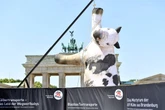 Riesige Kuh vor Brandenburger Tor aufgehängt: Das steckt hinter der Aktion