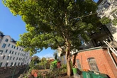 Chemnitzer Rathaus macht klar: Alter Ahorn wird für Bauvorhaben gefällt