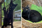 Nach schwerem Start ins Leben: Sächsische Katzenkinder sind bereit für den Neuanfang