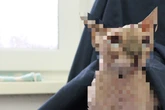 Eine echte Sphynx! An dieser Katze scheiden sich die Geister