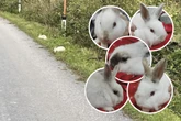 Herzlos! Fünf Kaninchen einfach am Straßenrand ausgesetzt