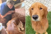 Golden Retriever verletzt sich Pfote: Was Oma sich dann überlegt, lässt Herzen schmelzen